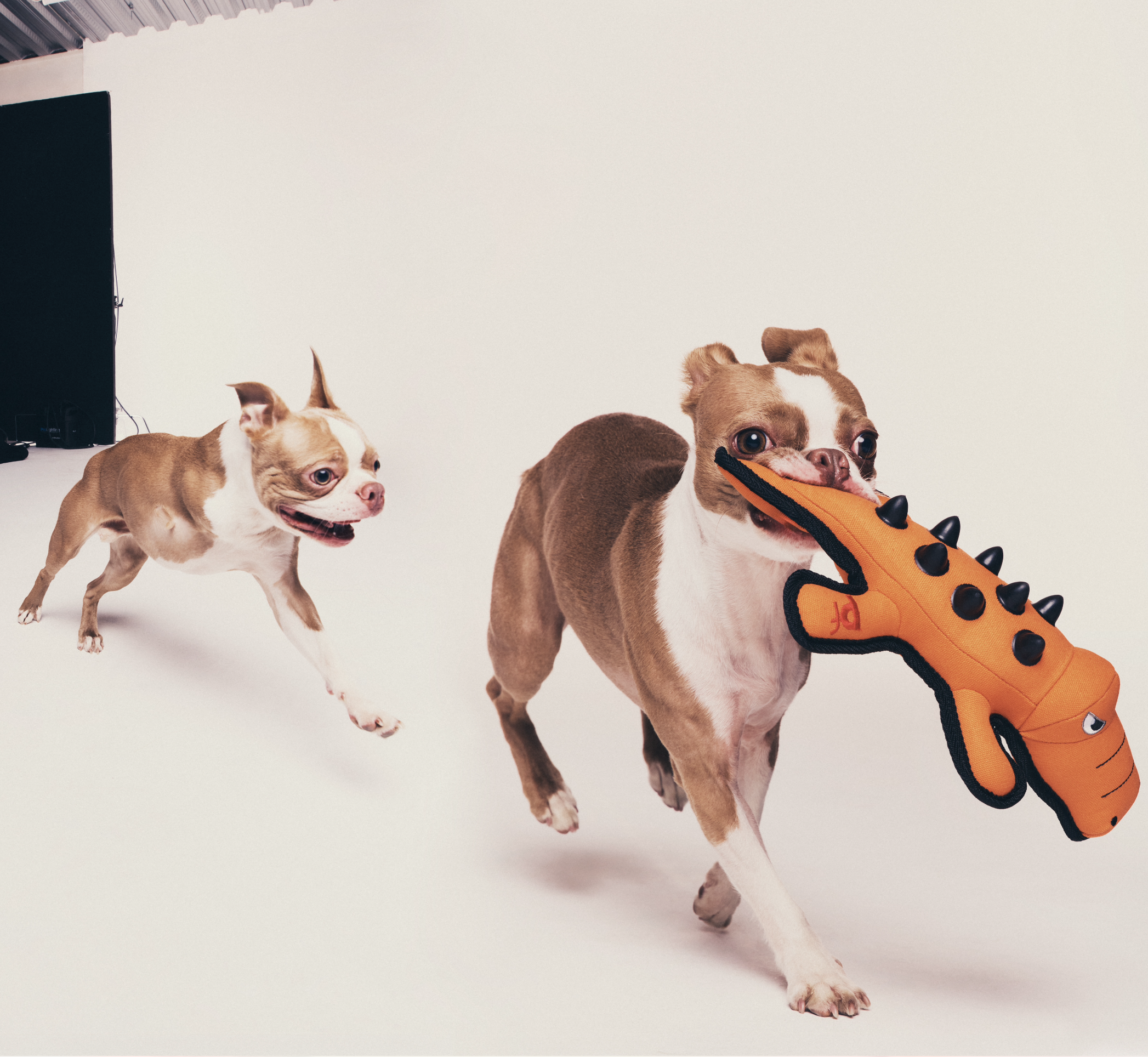 Riri Enninful and brother Skip model summer’s hottest dog accessories